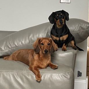 Juju and Jax